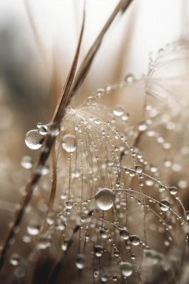 Dewy Filigree