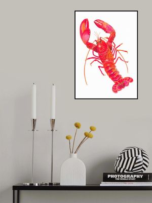 Patterned Lobster