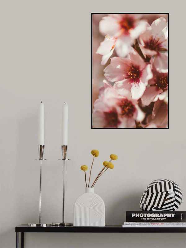 Pink Cherry Blossoms