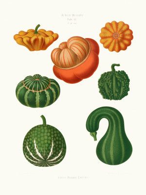 Ornamental Gourds From Album Benary (1876 1886) By Ernst Benary