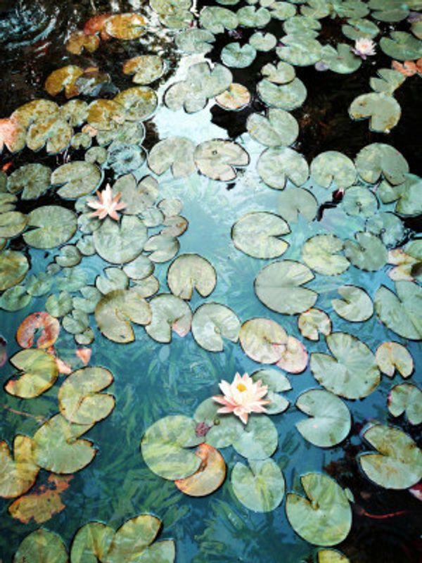 Waterlilies