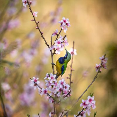 Bird Whispering to the Peach Flower