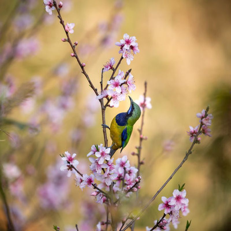 Bird Whispering to the Peach Flower