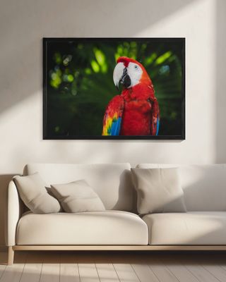 Colorful Parrot