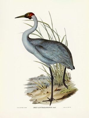 Australian Crane