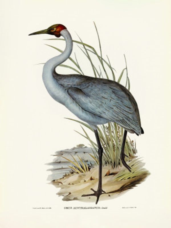Australian Crane