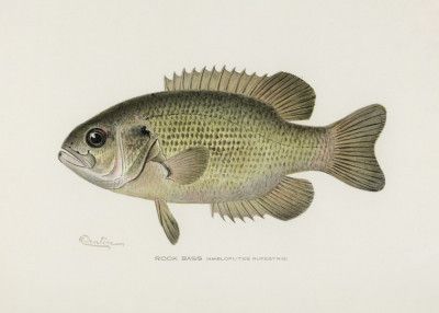 Rock Bass (ambloplites Rupestris) By Sherman F. Denton (1856 1937)