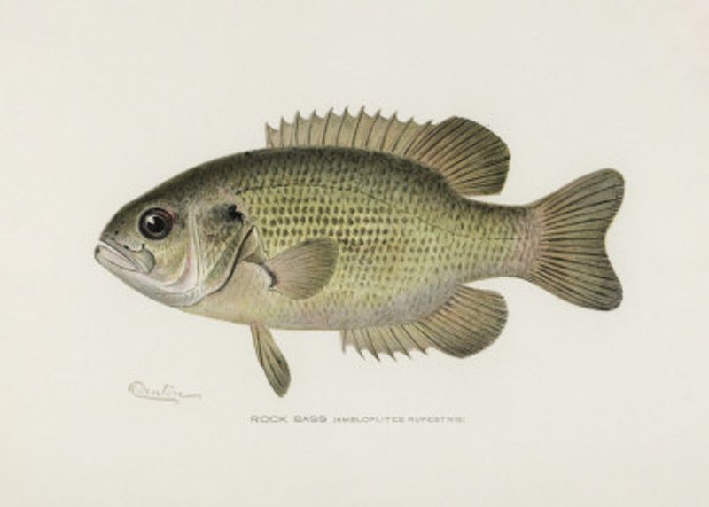Rock Bass (ambloplites Rupestris) By Sherman F. Denton (1856 1937)