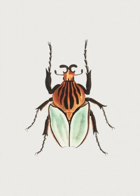 Cacique Beetle