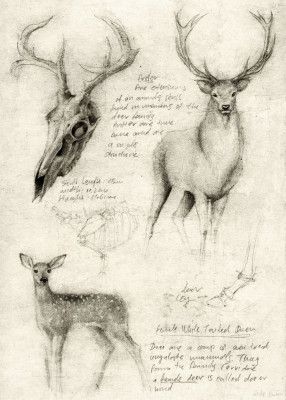 Anatomical Drawings Of Deer