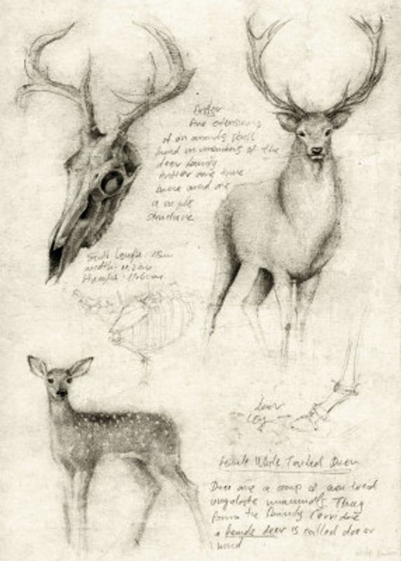 Anatomical Drawings Of Deer