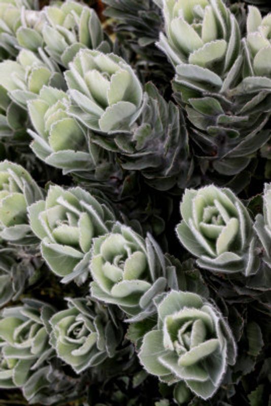 Green Succulents Showcases