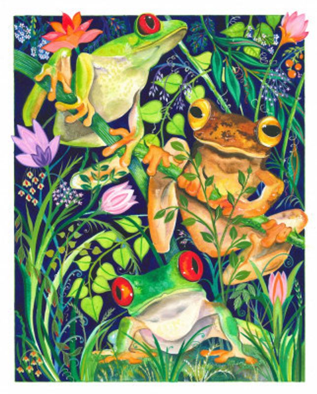 Rain Forest Frogs