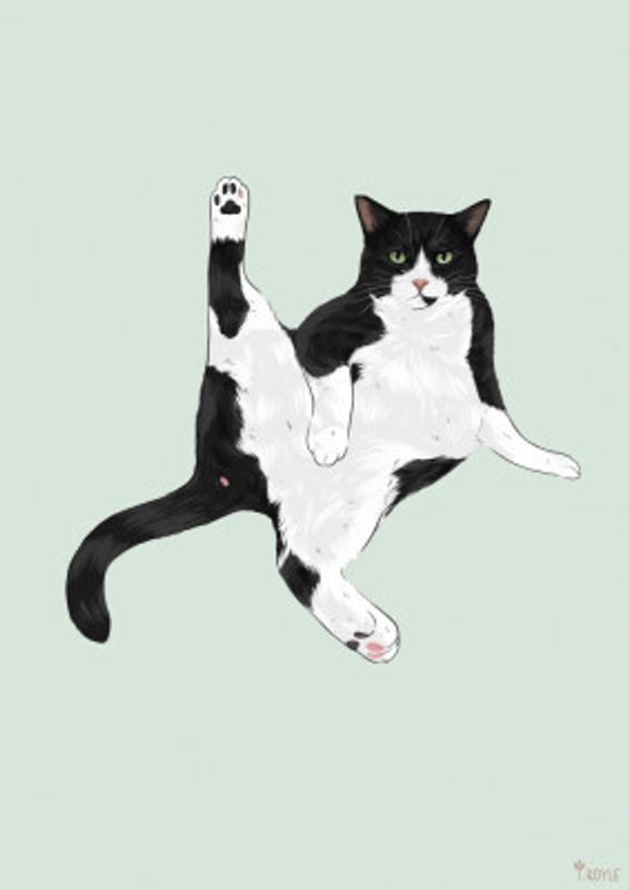 Yoga Cat