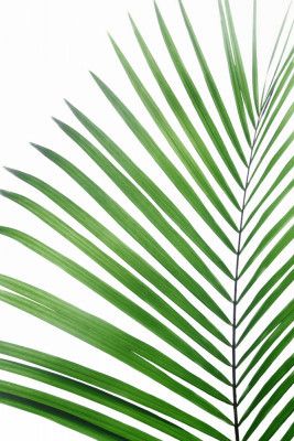 Green Palm Leaf
