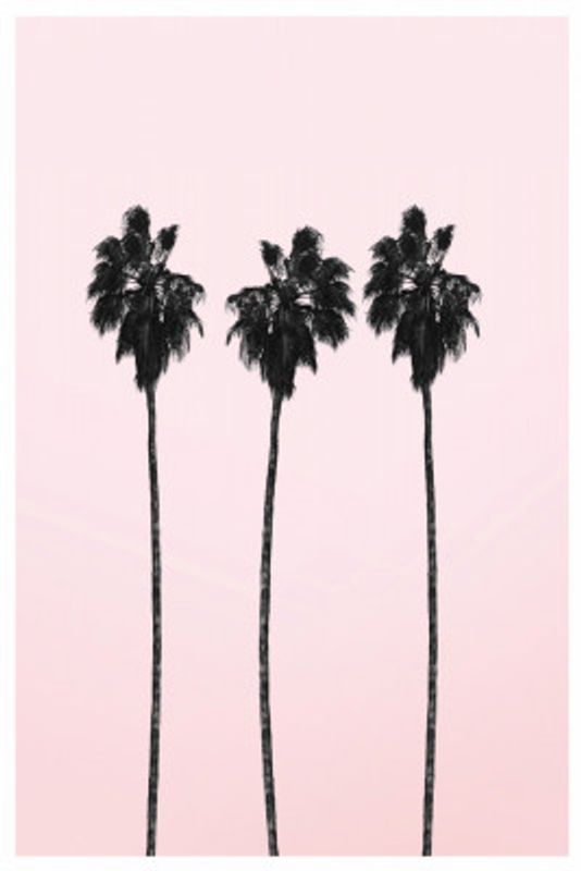 Three Tall Palms