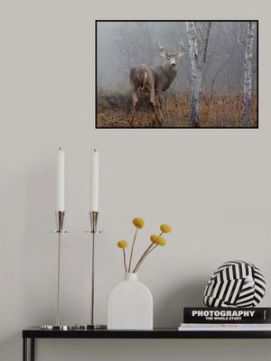 White-tailed buck - In the autumn fog