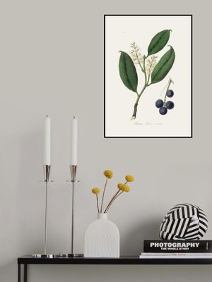 Cherry Laurel (prunus Laurocerasus) Medical Botany