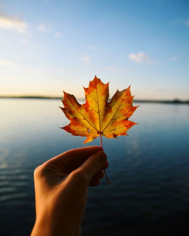 Maryland Maple Leaf