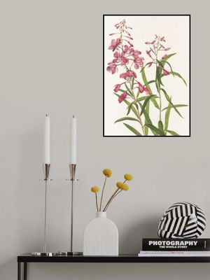 Fireweed From North American Wildflowers (1925) By Mary Vaux Walcott.