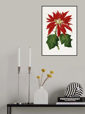 Poinsettia Pulcherrima Leaf Illustration