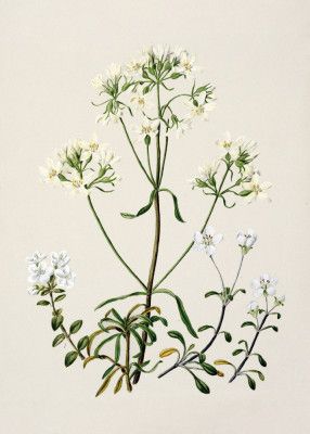 New Zealand Gentiana Drawn By Sarah Featon (1848–1927)