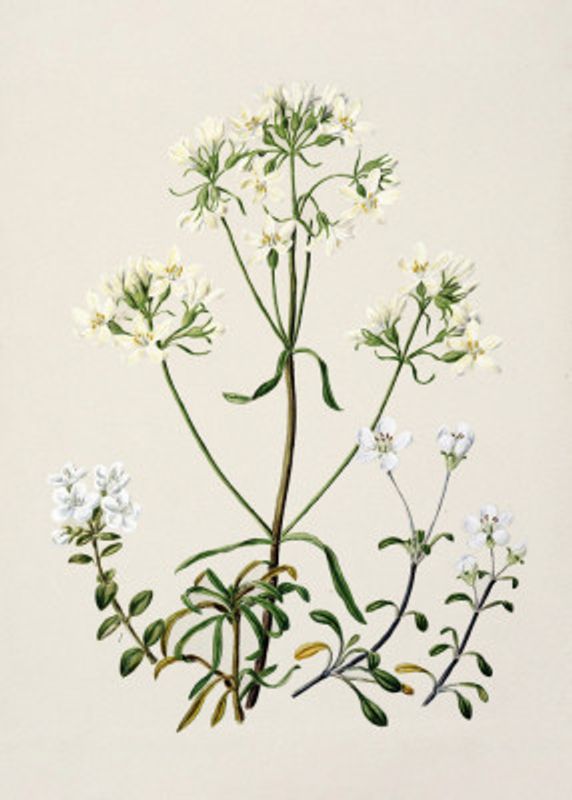 New Zealand Gentiana Drawn By Sarah Featon (1848–1927)