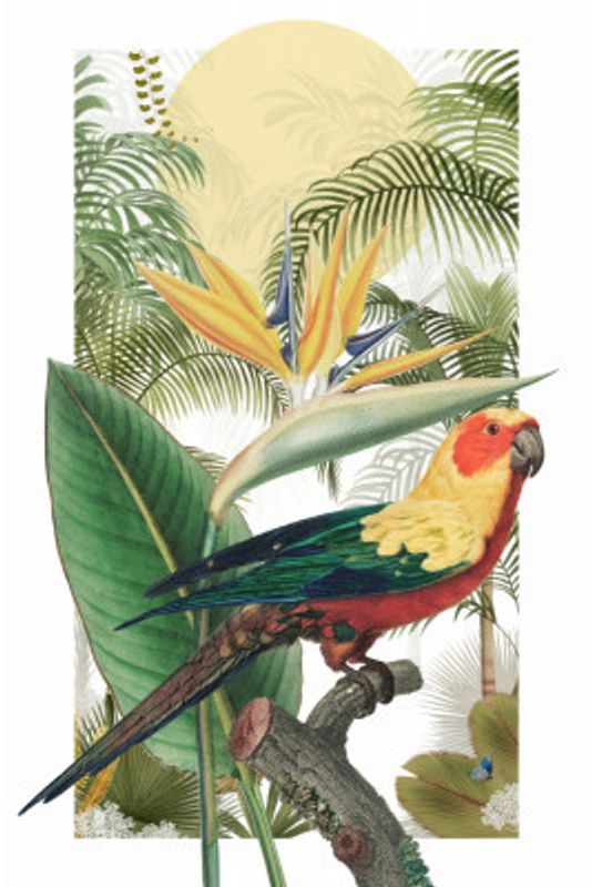 The Tropical Parrot