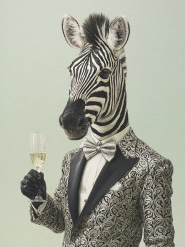 Zebra In Tuxedo Jacket