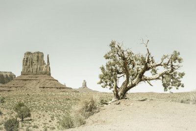 MONUMENT VALLEY Vintage West Mitten Butte and Tree