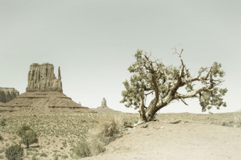 MONUMENT VALLEY Vintage West Mitten Butte and Tree