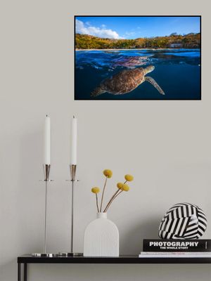 Green Turtle - Sea Turtle