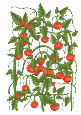 Tomatos