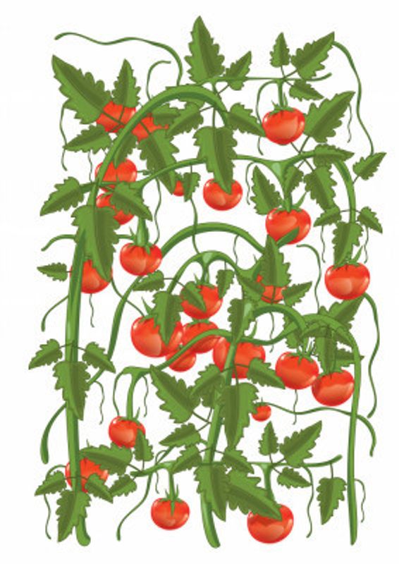 Tomatos