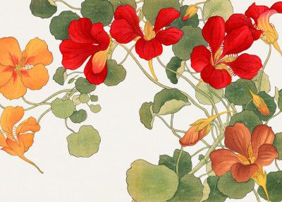 Nasturtium Flower No.2