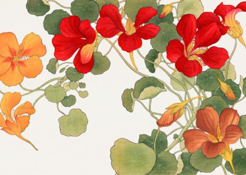 Nasturtium Flower No.2