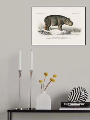 Hippopotamus