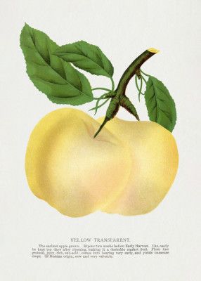 Yellow Transparent Apple Lithograph