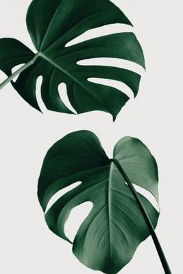 Monstera Natural 18