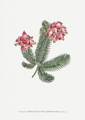 Erica Glauca   Flower Garden Displayed By Francis Sansom