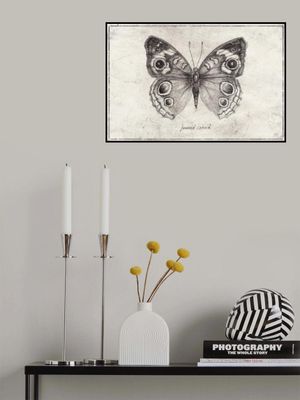 Butterfly Showcases Intricate Wing