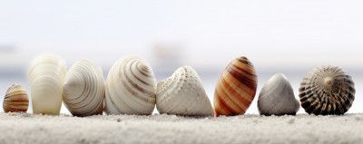 Seashell Symphony