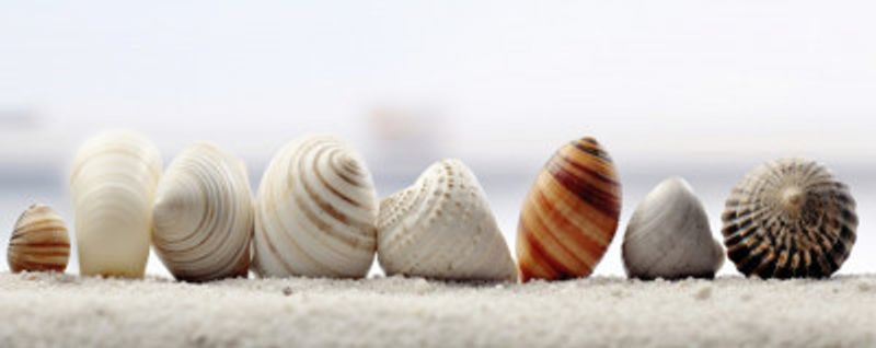 Seashell Symphony