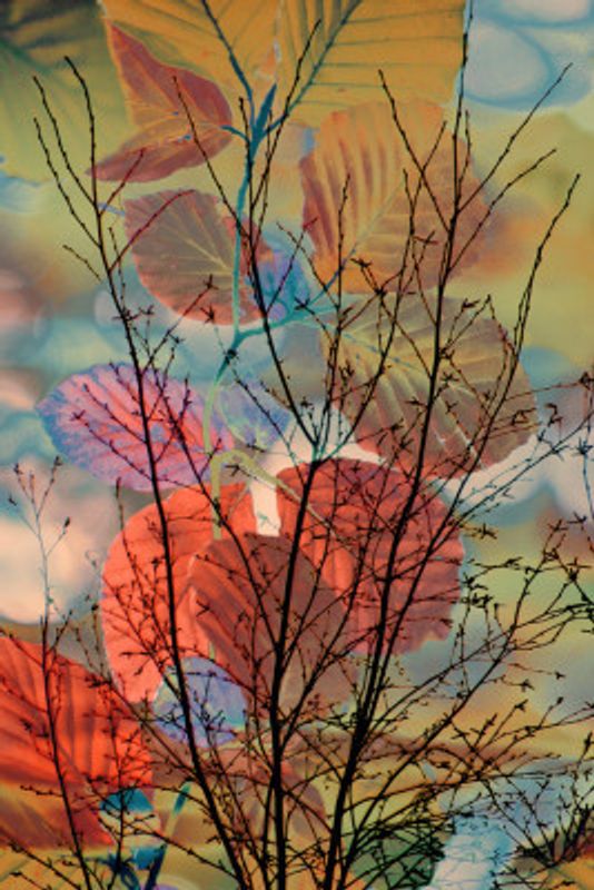 Branch Danceevocative, seasonal, colorful, delicate