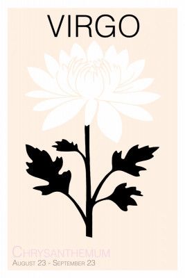 Virgo Chrysanthemum Flower