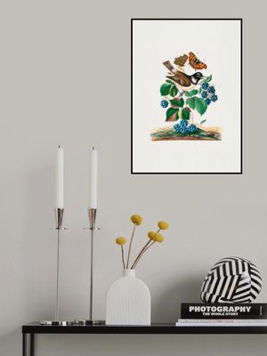 White-cheeked Starling