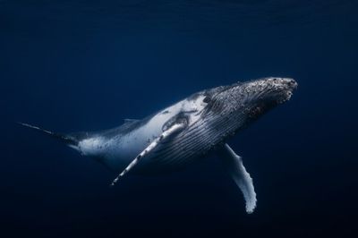 Humpback whale in blue