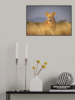 Golden lioness in the golden light of morning.  Masai Mara, Kenya