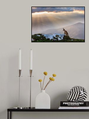 Chamois in Piatra Craiului Romania