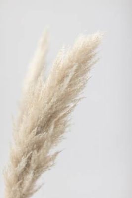 Pampas Grass Grey 07